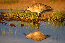 Willet (Tringa semipalmata) juvenile, in flooded pasture. Sublette County, Wyoming, USA.  June.
