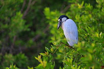 Boat-billed Heron (Cochlearius cochlearius) perched on mangrove, Ria Lagartos Biosphere Reserve, Mexico. July.