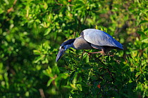 Boat-billed heron (Cochlearius cochlearius) perched, Ria Lagartos Biosphere Reserve, Mexico. July.
