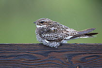 Common nighthawk (Chordeiles minor) male roosting in the rain on a fence. Sublette County, Wyoming, USA. June.
