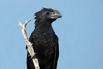Groove-billed ani (Crotophaga sulcirostris) perched, Yucatan, Mexico. August.