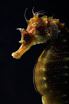 Long snouted seahorse (Hippocampus guttulatus) in captive breeding laboratory at University of Algarve, Portugal. June 2010. Overall winner of the Underwater Photographer of the Year competition 2015.