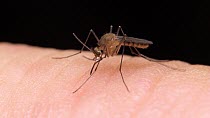 Common house mosquito (Culex pipiens) feeding on human blood, mosquito becoming engorged with blood. Controlled conditions. Sequence 1 of 4.