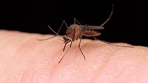 Common house mosquito (Culex pipiens) feeding on human blood, mosquito becoming engorged with blood. Controlled conditions. Sequence 2 of 4.