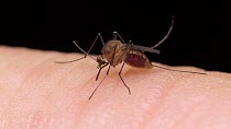 Common house mosquito (Culex pipiens) feeding on human blood, mosquito becoming engorged with blood. Controlled conditions. Sequence 3 of 4.