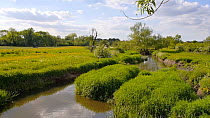 View of the River Blyth with a Mute swan (Cygnus olor) in the distance in a field of Buttercups (Ranunculus), Meriden, Birmingham, England, UK, June.