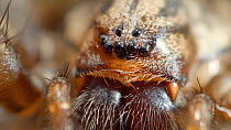 Close up of a Common house spider (Tegenaria domestica). Controlled conditions.