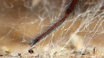 Close up of the leg of a Common house spider (Tegenaria domestica), showing sensory hairs. Controlled conditions.