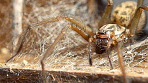 Common house spider (Tegenaria domestica) on a web, with a missing leg. Controlled conditions.