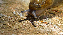 Close up of a Yellow slug (Limax flavus), England, UK.