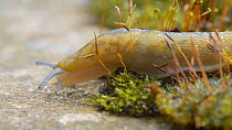 Yellow slug (Limax flavus) crawling from moss to a paving slab and leaving a slime trail, England, UK.
