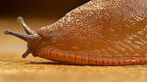 Close up of a European black slug (Arion ater), red colour variation. Controlled conditions.