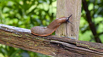 European black slug (Arion ater) crawling on a garden fence, Birmingham, England, UK, July.