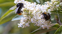 Buff-tailed bumblebee (Bombus terrestris) and Red-tailed bumblebee (Bombus lapidarius) nectaring, Birmingham, England, UK, July.