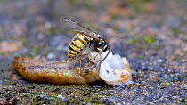 Common wasp (Vespula vulgaris) collecting flesh from a dead Yellow slug (Limax flavus) before flying off with a food ball, Birmingham, England, UK, August.