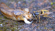 Common wasp (Vespula vulgaris) collecting flesh from a dead Yellow slug (Limax flavus), Birmingham, England, UK, August.