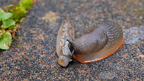 Black slug (Arion ater agg.) feeding on a dead Yellow slug (Limax flavus), Birmingham, England, UK, August.
