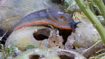 Black slug (Arion ater agg.) crawling over rotting potatoes, Birmingham, England, UK, August.