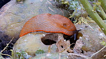 Black slug (Arion ater agg.) crawling into a hollow rotten potato, Birmingham, England, UK, August.