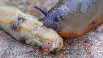 Close up of a Black slug (Arion ater agg.) feeding on a dead Yellow slug (Limax flavus), Birmingham, England, UK, August.