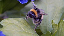Buff-tailed bumblebee (Bombus terrestris) cleaning its head before flying off, Birmingham, England, UK, August.