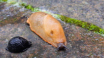 Two Black slugs (Arion ater agg.), showing black and red colour variations, Birmingham, England, UK, August.