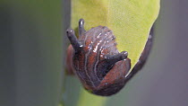 Close up of a Black slug (Arion ater agg.) feeding on a Plantain lily (Hosta) leaf, Birmingham, England, UK, August.