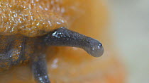Close up of a Black slug (Arion ater agg.) eyestalk. Controlled conditions.