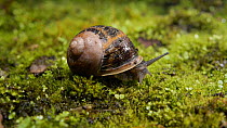Common snail (Helix aspersa) emerging from shell. Controlled conditions.