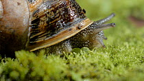Close up of a Common snail (Helix aspersa) emerging from shell. Controlled conditions.