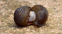 Pair of Black slugs (Arion ater agg.) mating, showing external sperm transfer, Birmingham, England, UK, October.