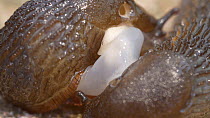 Close up of a pair of Black slugs (Arion ater agg.) mating, showing external sperm transfer, Birmingham, England, UK, October.