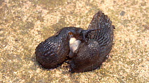 Pair of Black slugs (Arion ater agg.) mating, showing external sperm transfer, Birmingham, England, UK, October.