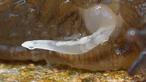 Close up of a penis of a Black slug (Arion ater agg.), England, UK, October.