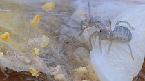 Close-up of recently hatched Common house spiderlings (Tegenaria domestica) on egg sac. Controlled conditions.