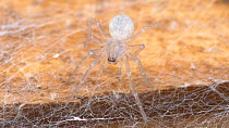 Close-up of a recently hatched Common house spiderling (Tegenaria domestica). Controlled conditions.
