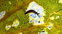 Baby slug, species uncertain, on underside of backlit leaf. Controlled conditions.