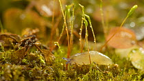 Baby Yellow slug (Limax flavus) crawling over moss. Controlled conditions.