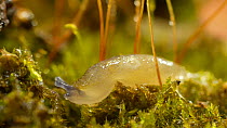 Close-up of a juvenile Baby Yellow slug (Limax flavus) crawling over moss. Controlled conditions.