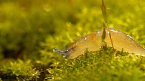 Close-up of a juvenile Yellow slug (Limax flavus) crawling over moss. Controlled conditions.
