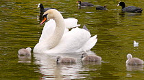 Female Mute swan (Cygnus olor) swimming on a lake with four cygnets, one climbs onto her back, Birmingham, England, UK, May.