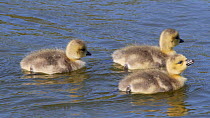 Four Canada geese (Branta canadensis) goslings swimming near to an adult, Birmingham, England, UK, May.