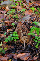 Woodcock (Scolopax rusticola) camouflaged and resting in leaf litter, Huntly Wood, Banbridge, County Down, Northern Ireland, December.
