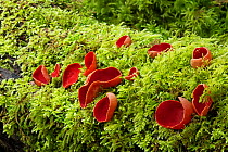 Scarlet elf cup (Sarcoscypha coccinea) Clare Glen, Tandragee, County Armagh, Northern Ireland, March.