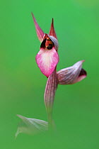 Tongue orchid (Serapias lingua) flower, Pagi, Corfu.