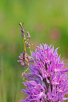 Conehead mantis (Empusa pennata) male nymph on Naked man orchid (Orchis italica) Niscemi, Sicily, April.