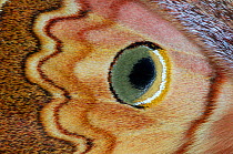 Close up of eyespot of Silkmoth (Caligula thibeta) from Southern China. Controlled conditions.