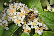 Hoverfly (Myathropa florea) feeding on Cotoneaster flower in garden, Cheshire, England, UK, June.