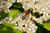 Hoverfly (Helophilus trivittatus) feeding on Cotoneaster flower in garden, Cheshire, England, UK, June.