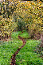 Footpath through woodland in autumn, Willaston, Wirral, Cheshire, England, UK, November 2014.